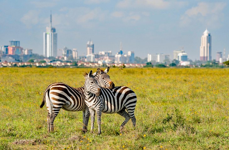 Cebras en el Parque Nacional de Nairobi con el horizonte de Nairobi en la distancia