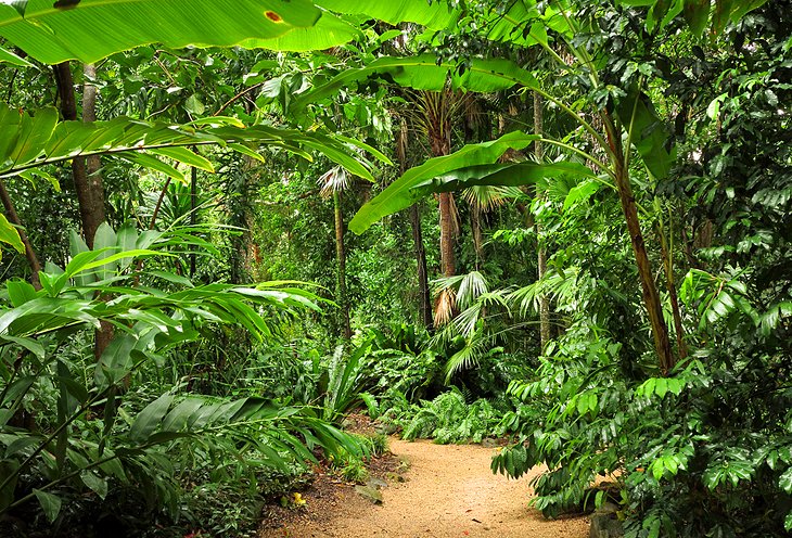 Jardines botánicos de Cairns