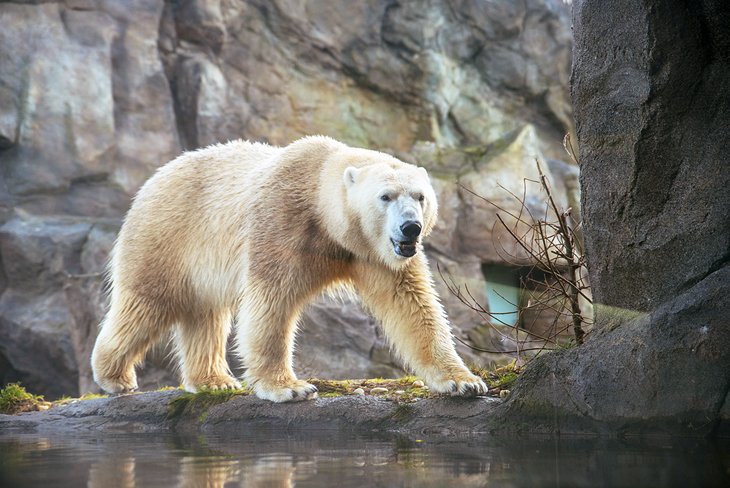 Un oso polar en el zoológico de Schönbrunn