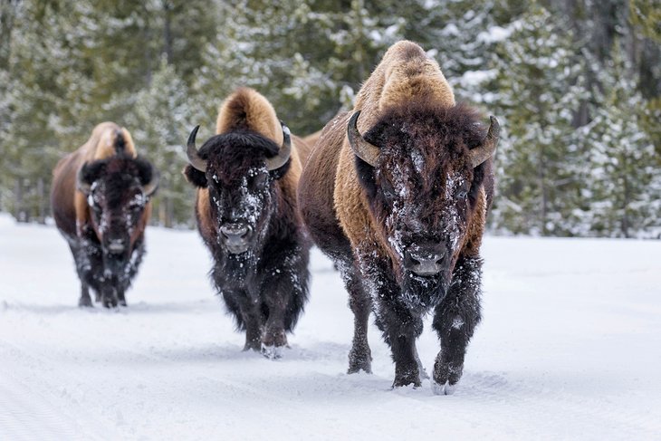 Bisontes cubiertos de nieve en el Parque Nacional de Yellowstone.