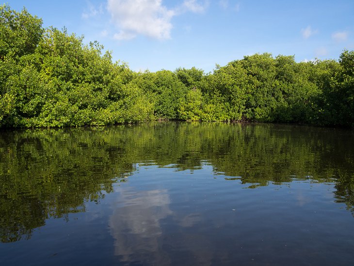 Los manglares de Lac Bay