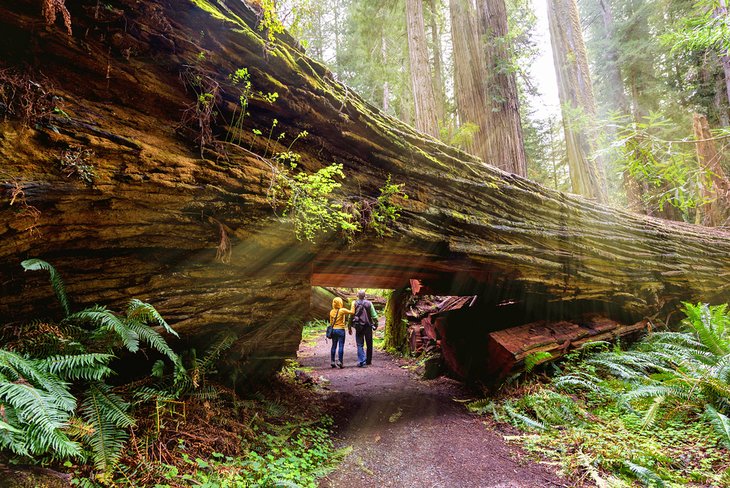 Turistas bajo una secuoya gigante en el Parque Nacional Redwood