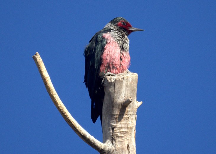 Pájaro carpintero en el Parque Regional Glen Helen