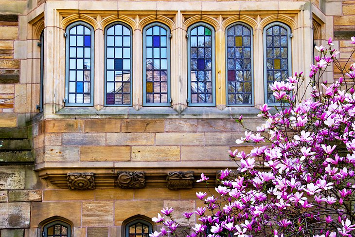 Detalle arquitectónico y una magnolia floreciente en la Universidad de Yale