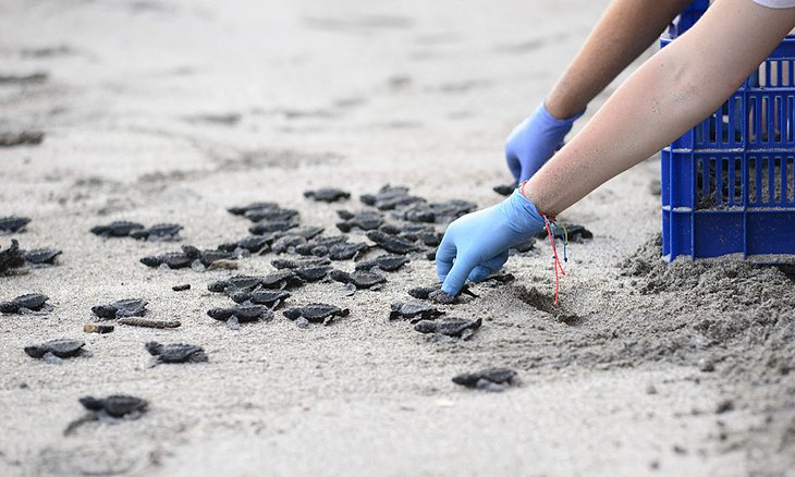 Playa de las tortugas liberada en la playa de Montezuma