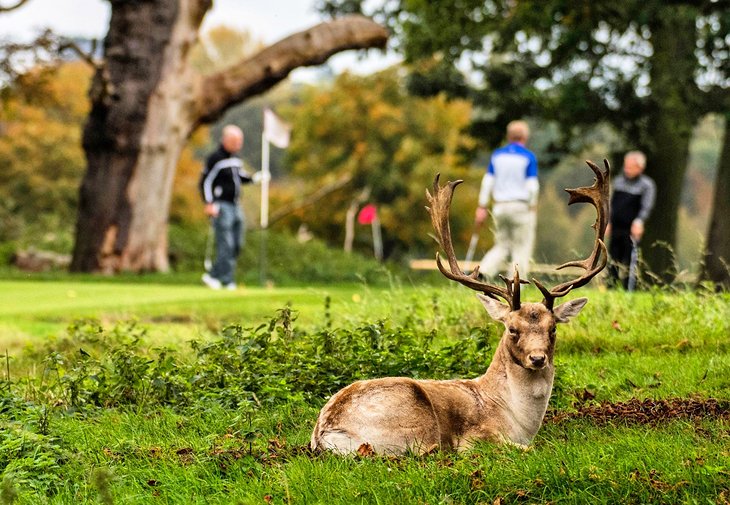 Un ciervo descansando en el Hampton Court Palace Golf Club
