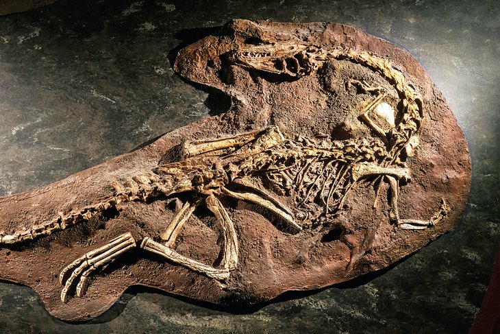 Fósil de dinosaurio en el Museo de Historia Natural