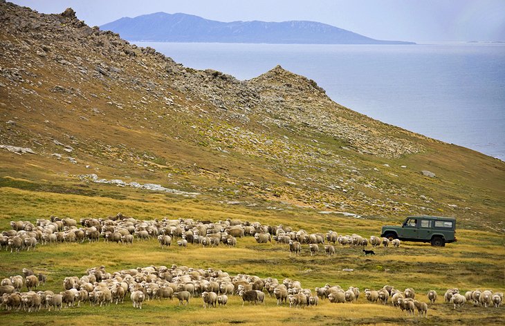 Isla West Falkland y Port Howard