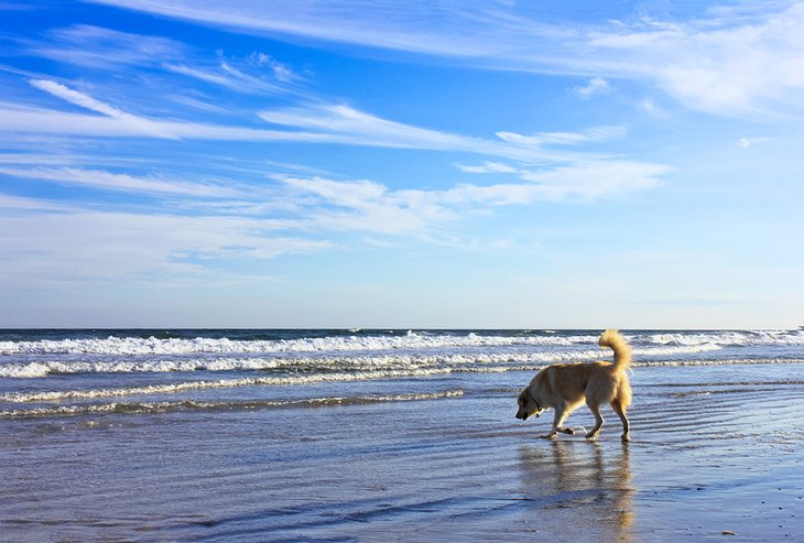 Playa Canova Dog