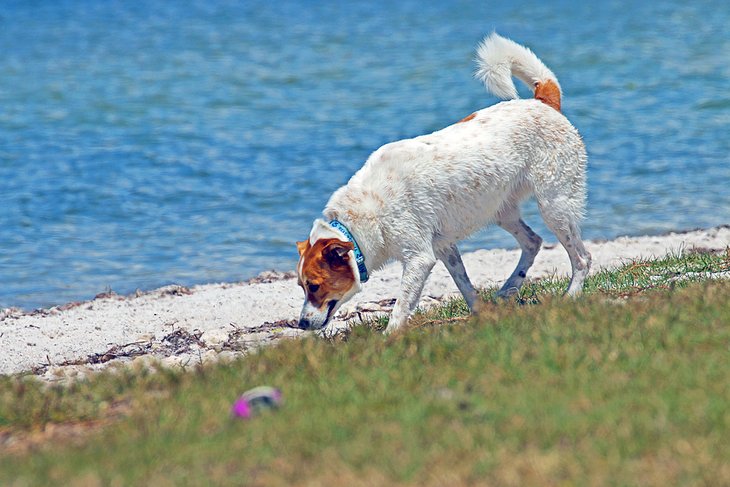 Playa para perros de Davis Island