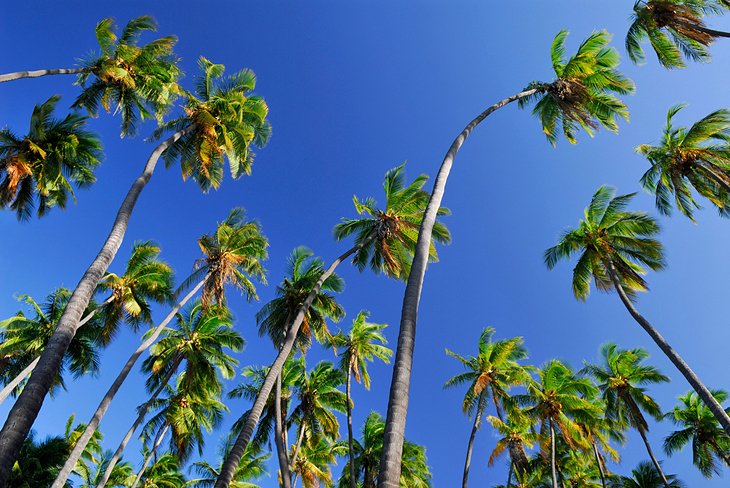 Kapuaiwa Coconut Grove