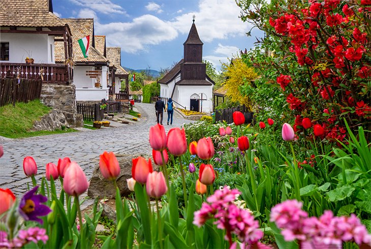 Tulipanes en el pueblo de Holloko