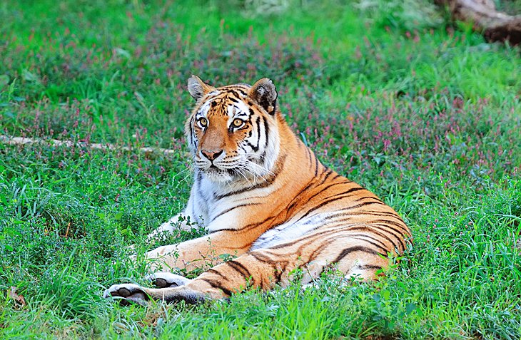 Tigre en el zoológico de Lincoln Park