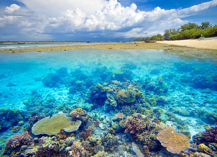 Hermoso arrecife de coral en Gili Trawangan