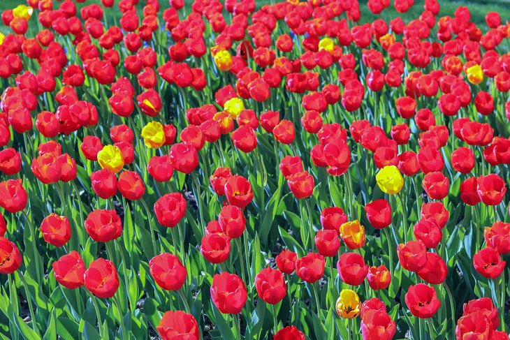 Festival de tulipanes en Pella