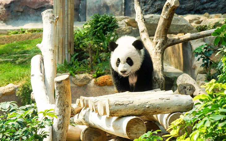 Panda gigante en el Panda Pavilion