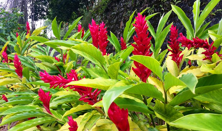 Flores tropicales en los jardines botánicos de Penang
