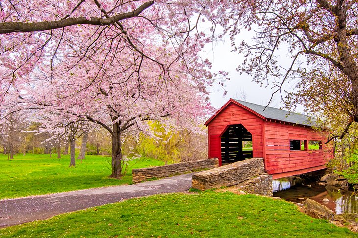 Flores de cerezo sobre un puente cubierto