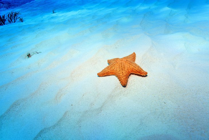 Estrella de mar frente a Playa El Cielo