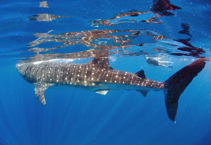 Buceador gratuito nadando con un tiburón ballena en Isla Mujeres
