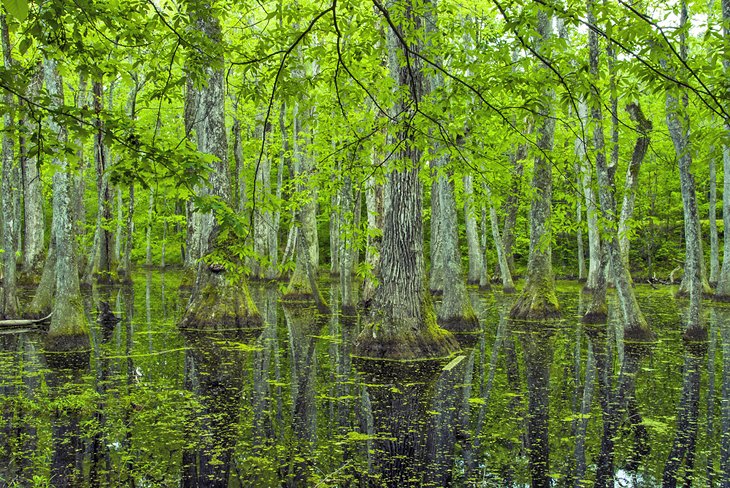 Natchez Trace Cypress Swamp