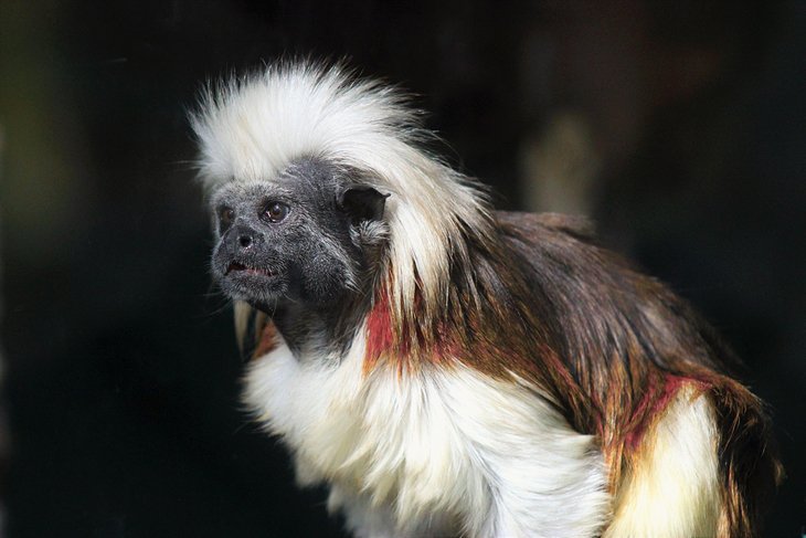 Mono titi en el parque y zoológico del condado de Cape May