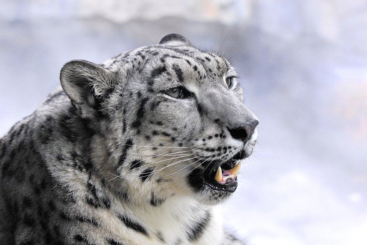 Leopardo de las nieves en el zoológico de Central Park