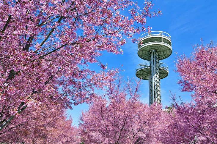 Towers of New York State Pavilion en medio de los cerezos en flor en Flushing Meadows - Corona Park