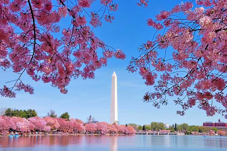 Cerezos en flor y el Monumento a Washington