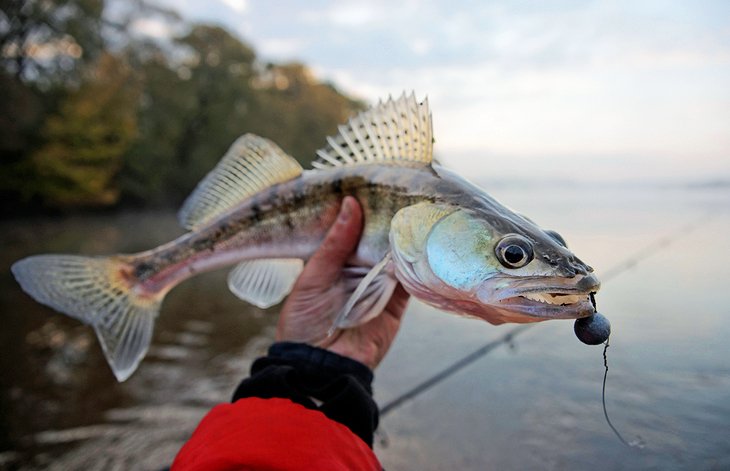 Pesca de leucomas en el lago Erie
