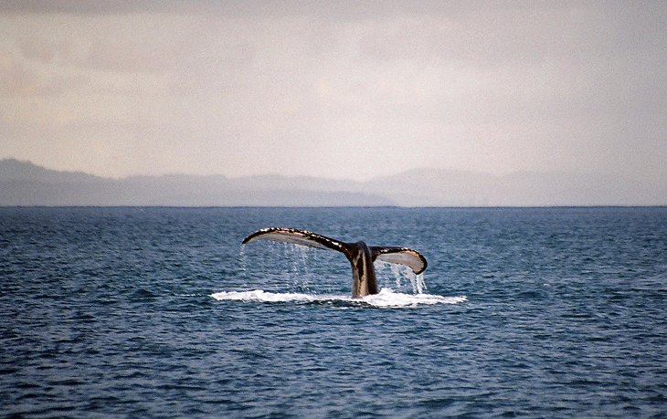 Surf y avistamiento de ballenas en Rincón
