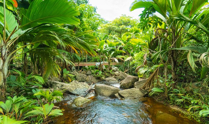 Exuberante selva tropical en las Seychelles