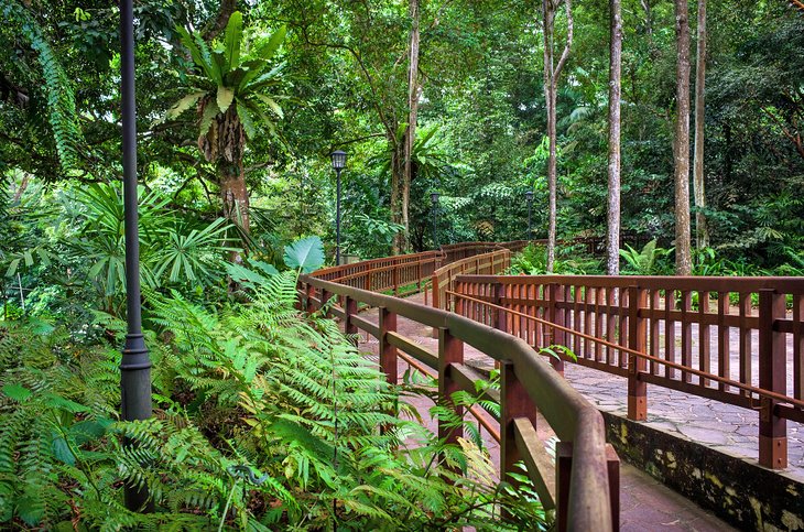 Pasarela a través de la reserva natural de Bukit Timah