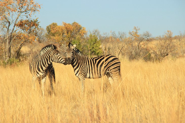 Zebra en una reserva natural en las afueras de Johannesburgo.