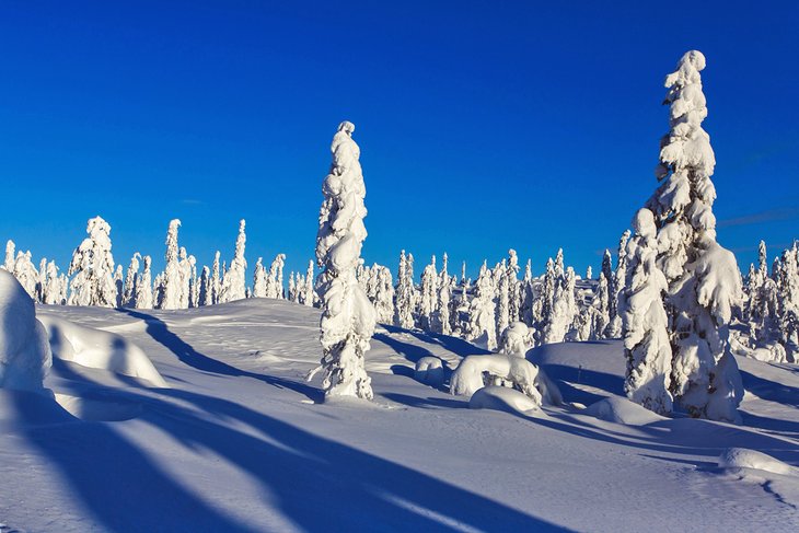Árboles cubiertos de nieve en una estación de esquí en Sälen