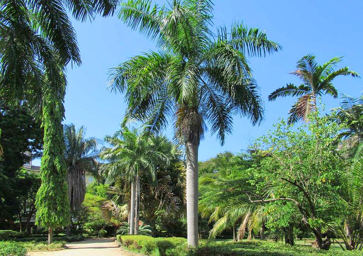 Jardines botánicos de Dar es Salaam