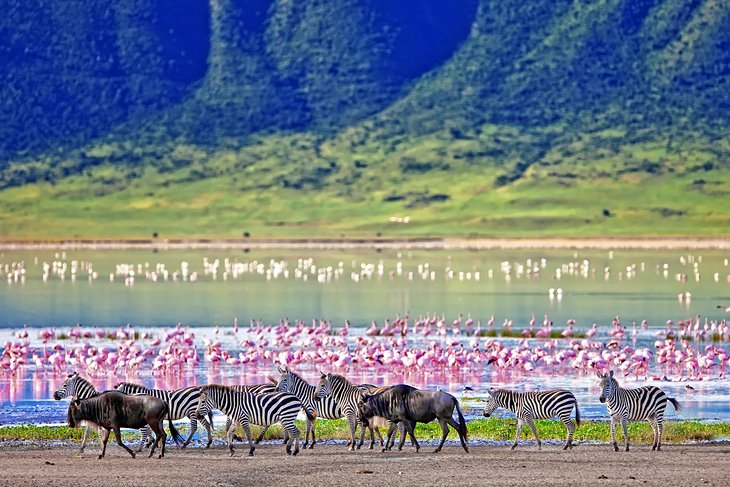Cebras, ñus y flamencos en el cráter del Ngorongoro