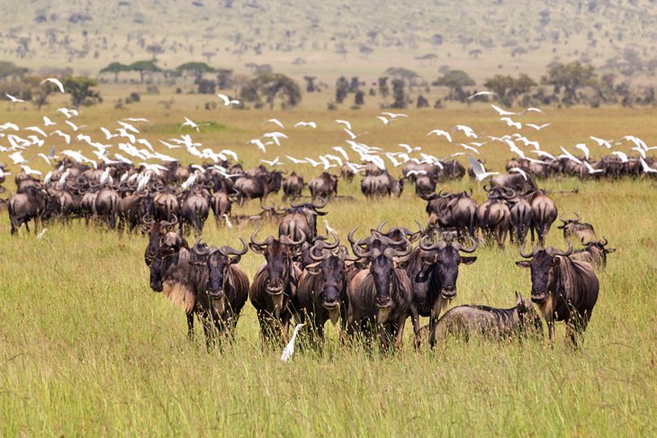 Ñus en el Parque Nacional del Serengeti