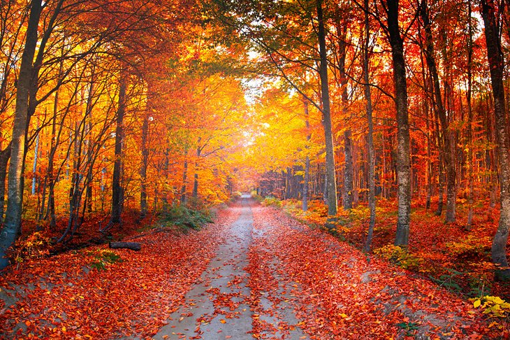 Colores de otoño en el Parque Nacional Uludag
