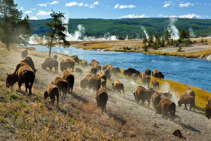 Bisonte en el Parque Nacional de Yellowstone.