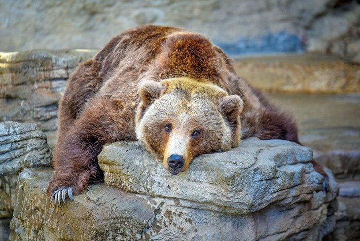 Un oso soñoliento en el zoológico de Denver