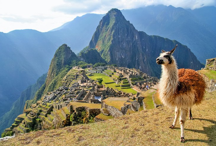Llama y Machu Piccu