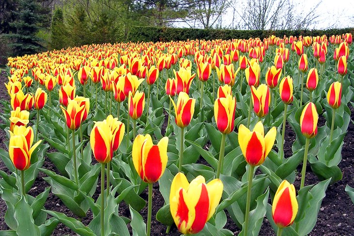 Tulipanes floreciendo en Edwards Gardens