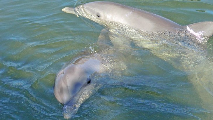 Centro de investigación de delfines