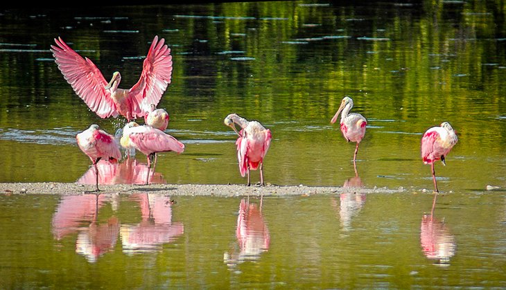 Espátulas rosadas en JN Ding Darling National Wildlife Preserve