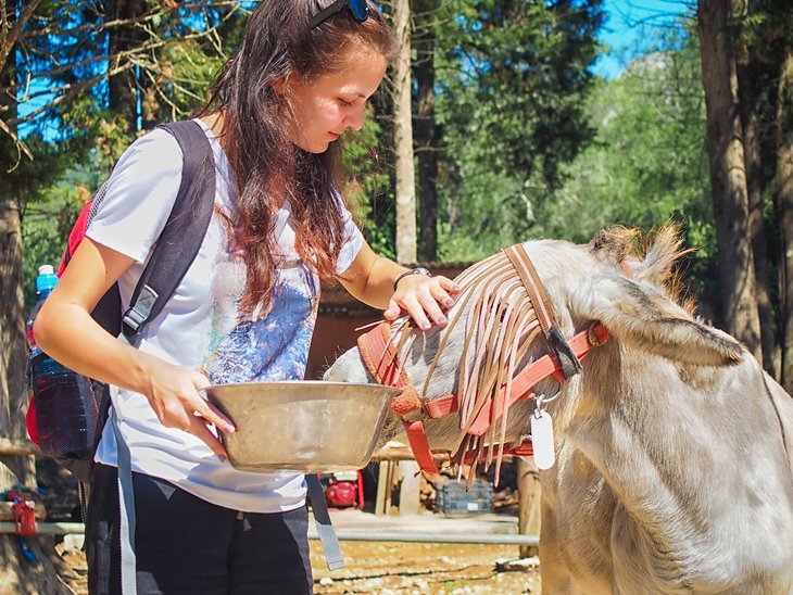 Alimentando a un burro en Corfu Donkey Rescue