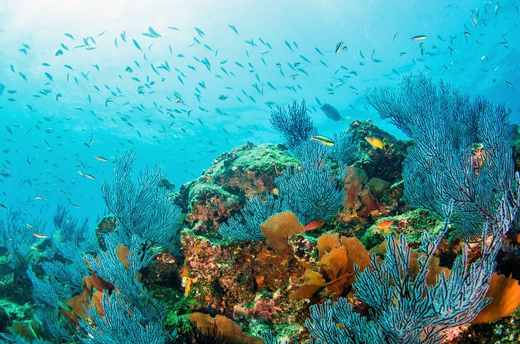 Vida marina prolífica en el Parque Nacional Marino Cabo Pulmo
