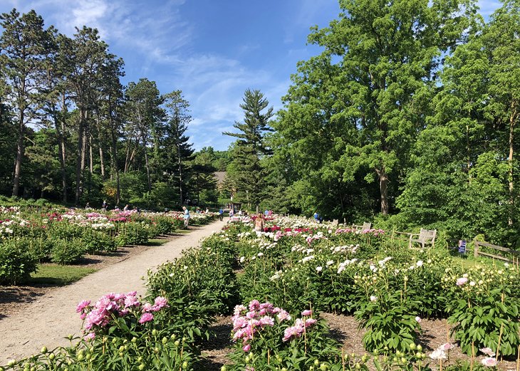 Jardín de peonías en Nichols Arboretum