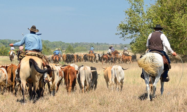 Arreo de ganado de cuernos largos en Kansas