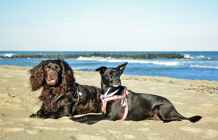 Perros disfrutando de la playa